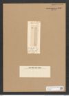 Surirella longa Schum. (de-Toni-Nr.: Genus 53, Species 2318) Zeichnungen Sammlung Grunow Nr. 4765 (NHMW-BOT-W0372886)